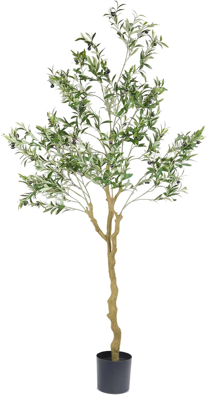 olive tree